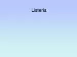 Listeria - slide 1