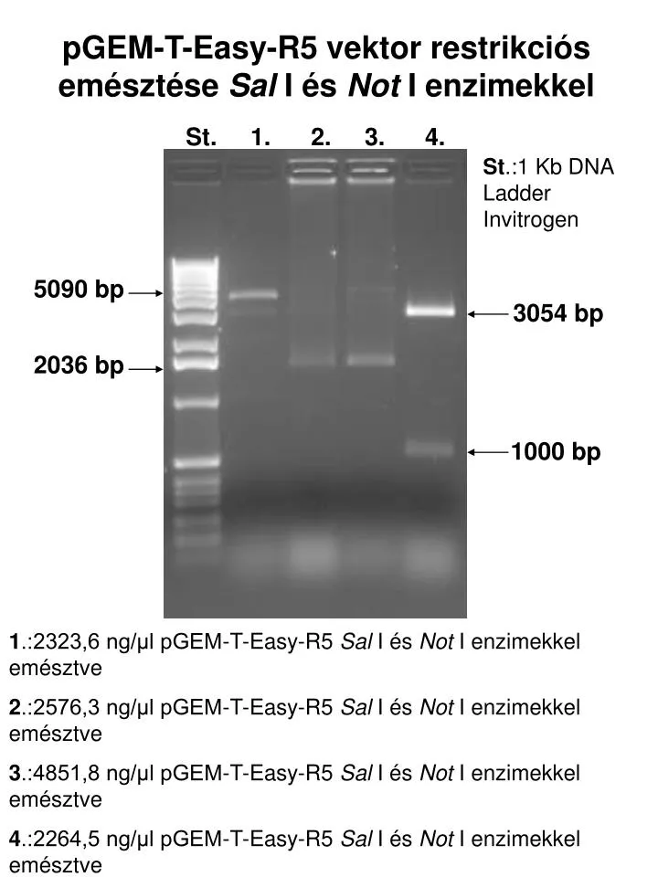 pgem t easy r5 vektor restrikci s em szt se sal i s not i enzimekkel