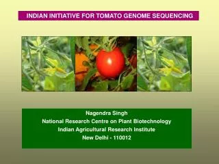INDIAN INITIATIVE FOR TOMATO GENOME SEQUENCING
