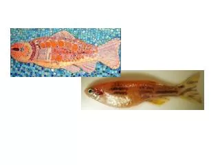 Genetic Mosaic/Chimeric Analysis in the Zebrafish
