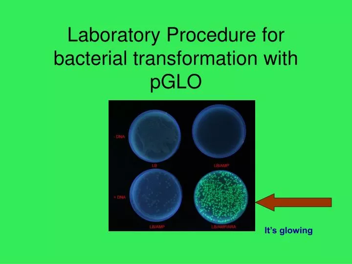 laboratory procedure for bacterial transformation with pglo