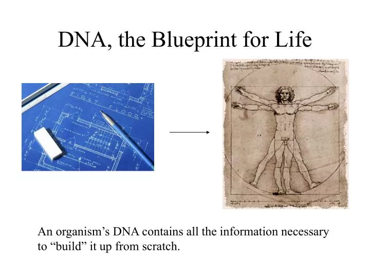 dna the blueprint for life