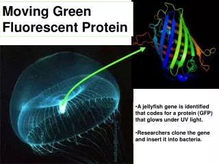 A jellyfish gene is identified that codes for a protein (GFP) that glows under UV light.