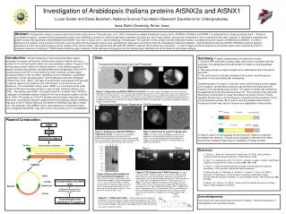 Investigation of Arabidopsis thaliana proteins AtSNX2a and AtSNX1