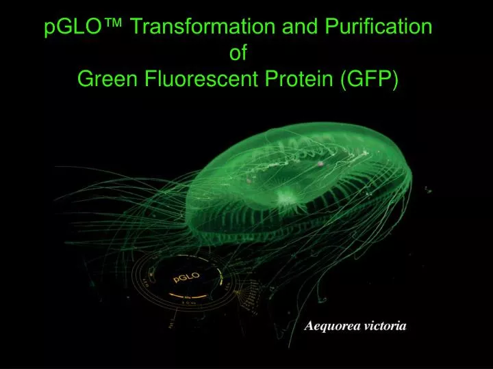 pglo transformation and purification of green fluorescent protein gfp