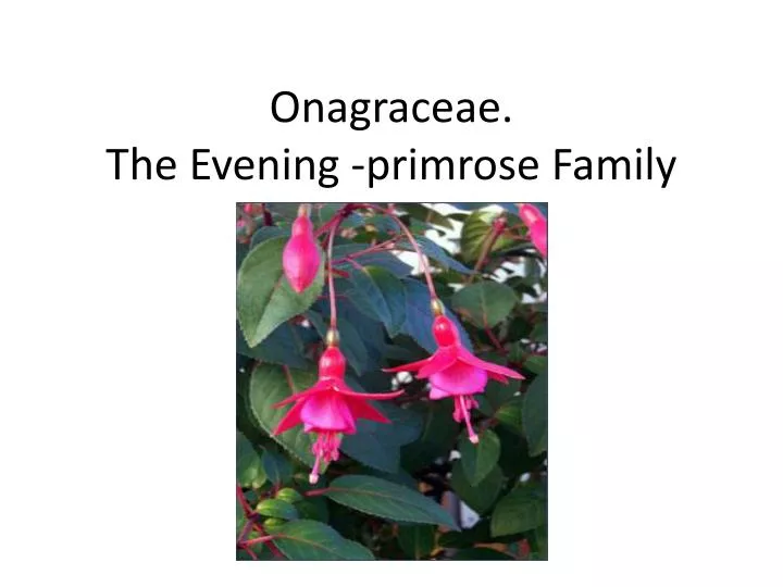 onagraceae the evening primrose family