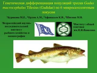gadus macrocephalus tilesius g adidae 6