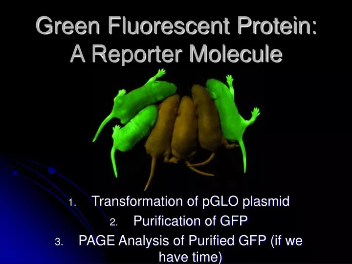 green fluorescent protein a reporter molecule