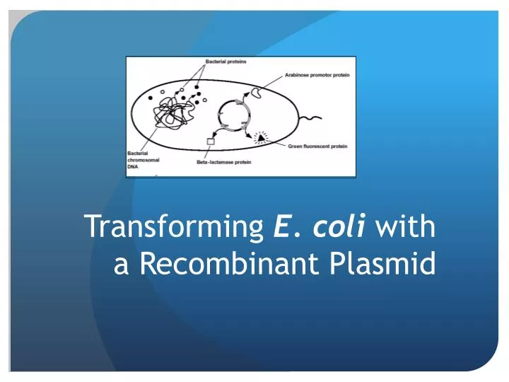 transforming e coli with a recombinant plasmid