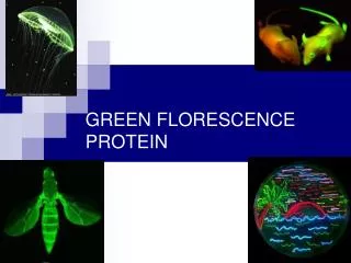 GREEN FLORESCENCE PROTEIN T.A: Riham Baoum