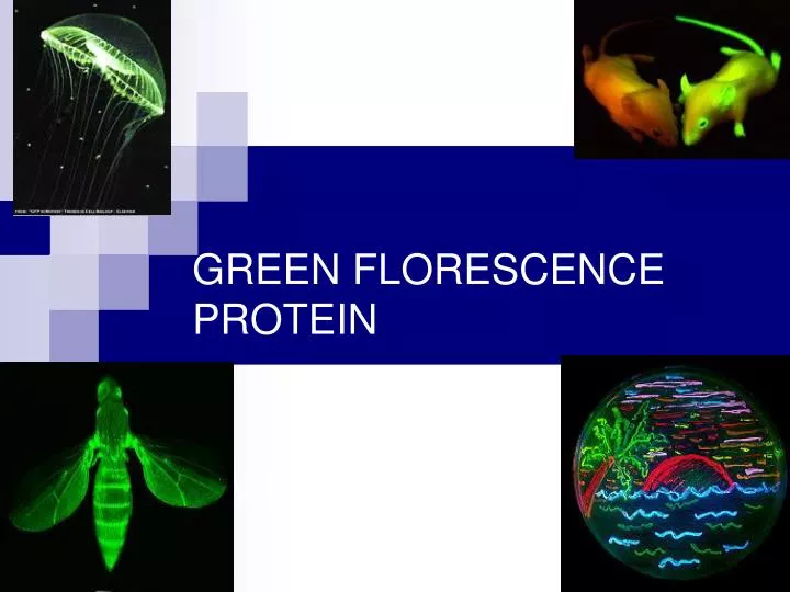 green florescence protein t a riham baoum