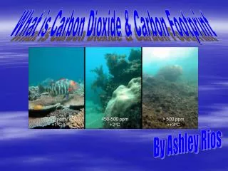 What is Carbon Dioxide &amp; Carbon Footprint