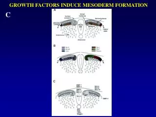 GROWTH FACTORS INDUCE MESODERM FORMATION