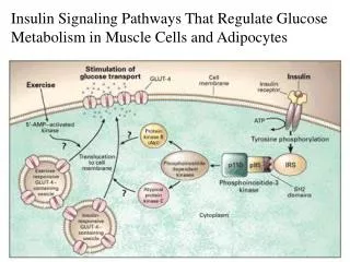 Insulin Signaling Pathways That Regulate Glucose Metabolism in Muscle Cells and Adipocytes