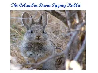 The Columbia Basin Pygmy Rabbit