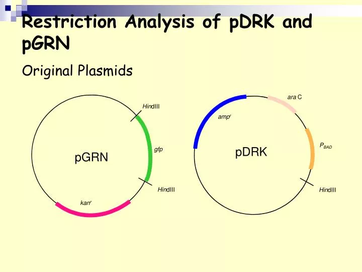 restriction analysis of pdrk and pgrn original plasmids