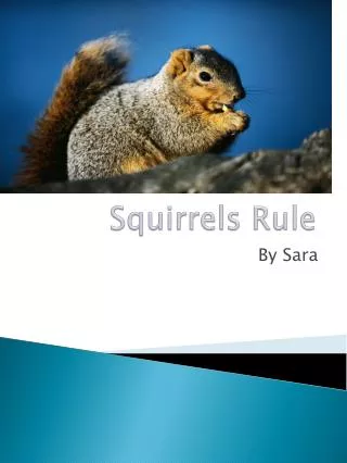 Squirrels Rule