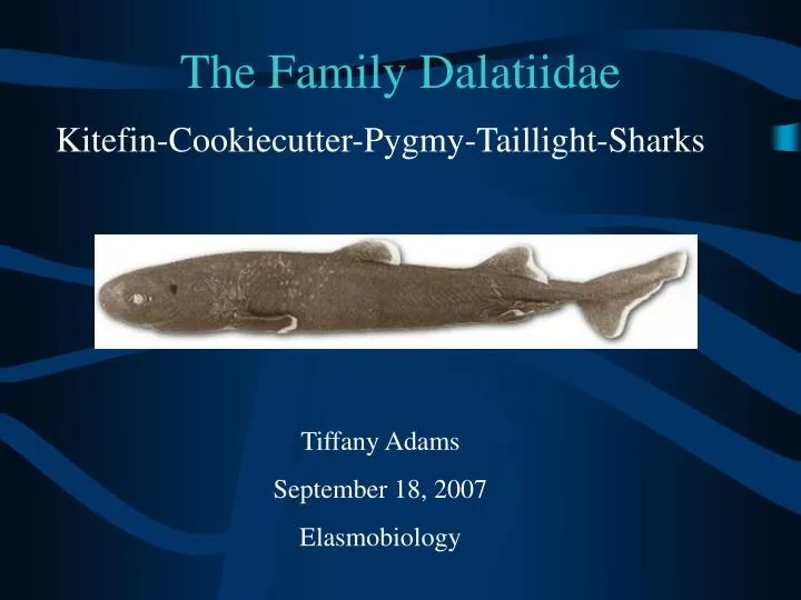 the family dalatiidae