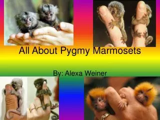 All About Pygmy Marmosets