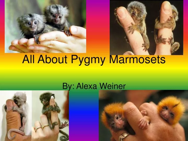 all about pygmy marmosets