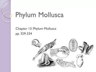 Phylum Mollusca