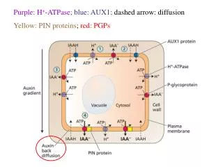 Purple: H + -ATPase; blue: AUX1; dashed arrow: diffusion Yellow: PIN proteins ; red: PGPs