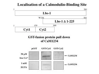 Localisation of a Calmodulin-Binding Site