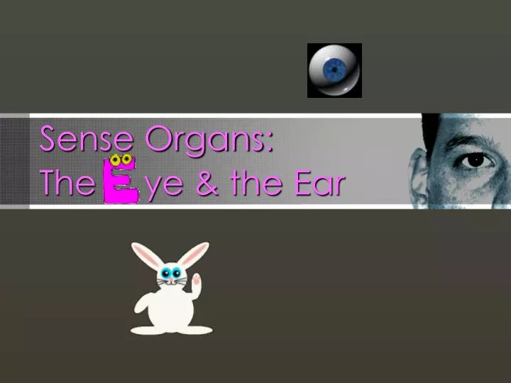 sense organs the ye the ear