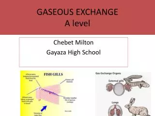 GASEOUS EXCHANGE A level