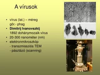 a v rusok