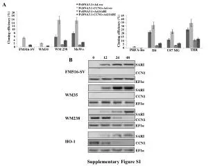 pcDNA3.1-CCN1+Ad.vec