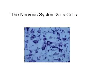 the nervous system its cells