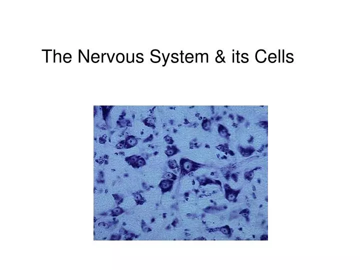 the nervous system its cells