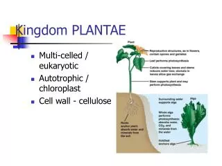 Kingdom PLANTAE