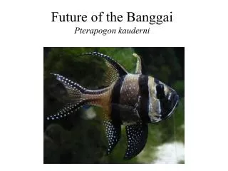 Future of the Banggai Pterapogon kauderni