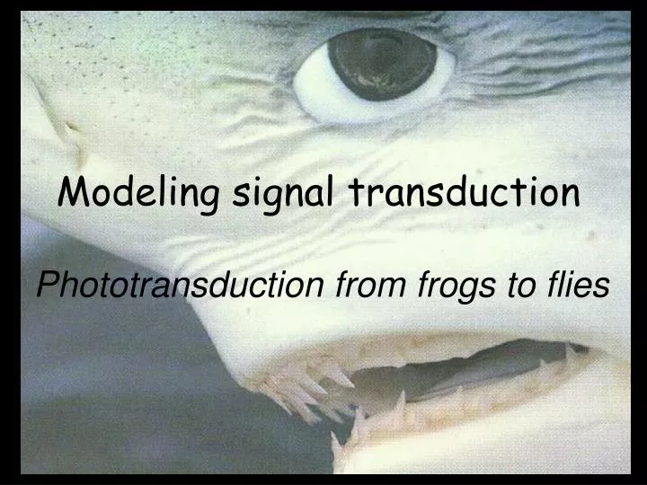 modeling signal transduction