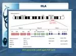 HLA - slide 1