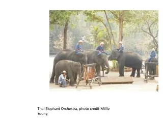 Thai Elephant Orchestra, photo credit Millie Young