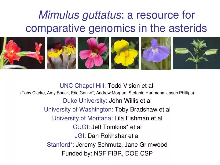 mimulus guttatus a resource for comparative genomics in the asterids