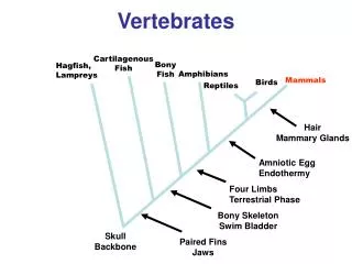 Vertebrates