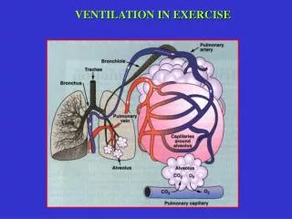VENTILATION IN EXERCISE