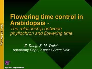 Flowering time control in Arabidopsis - The relationship between phyllochron and flowering time