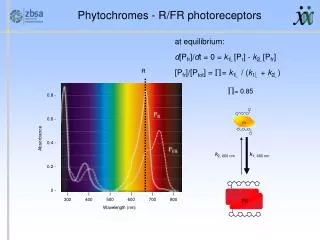 Phytochromes - R/FR photoreceptors