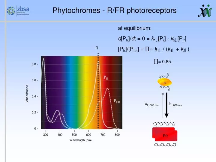 phytochromes r fr photoreceptors