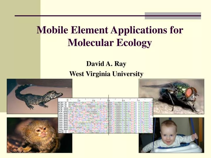 mobile element applications for molecular ecology