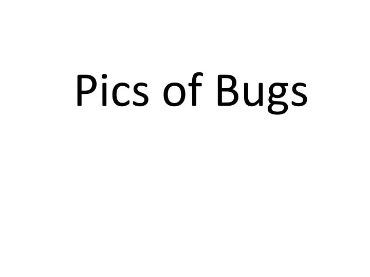 pics of bugs