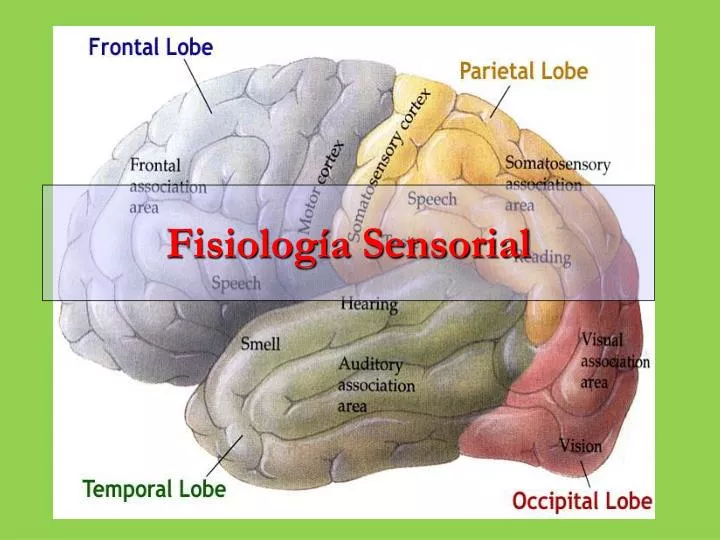 fisiolog a sensorial