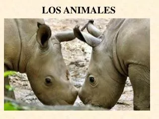 los animales