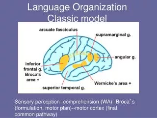 Language Organization Classic model