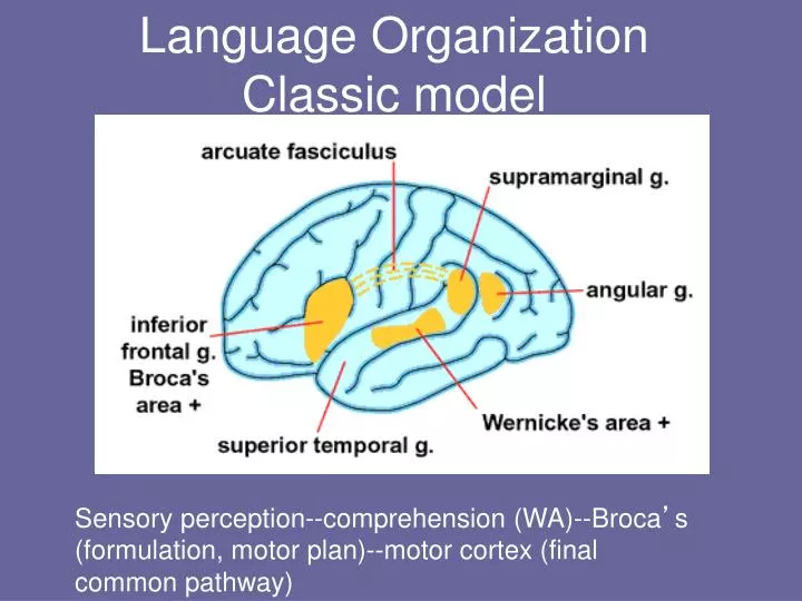 language organization classic model